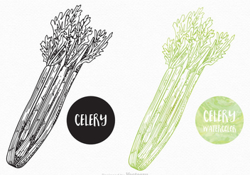 Free Hand Drawn Celery Vector Design - бесплатный vector #395107