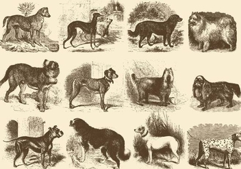 Vintage Dog Illustrations - Free vector #395167