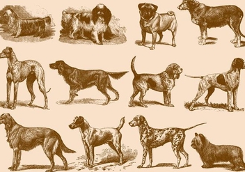 Vintage Brown Dog Illustrations - vector gratuit #395457 