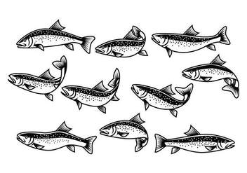 Free Rainbow Trout Vector - Free vector #404047