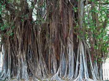 USA (Florida-Key West) Largest banyan tree in US dated 1915. - Kostenloses image #405327