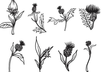 Free Hand Drawn Thistle Vector - Kostenloses vector #406707