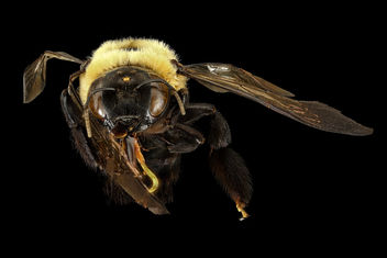 Xylocopa viginica, f, face, Prince George's Co, MD_2016-10-20-18.22 - Free image #407957