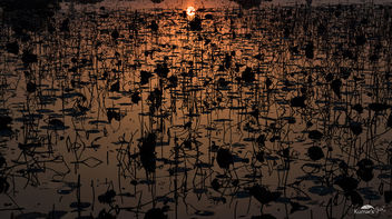 Evening Gradient Over Aquatic Plants On Lake - image gratuit #411317 