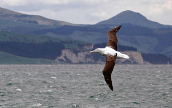 Northern royal albatross,( Diomedea sanfordi,) - image gratuit #413097 