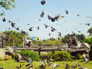 Pigeons Flying - image gratuit #413147 