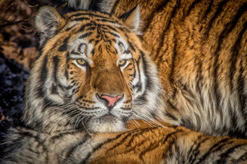 T is for Tiger - бесплатный image #414157