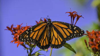 Monarch Butterfly - Kostenloses image #419667