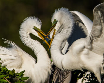 Great White Egret Couple - image gratuit #421627 