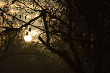 Tree Silhouette at sunset - image gratuit #424417 
