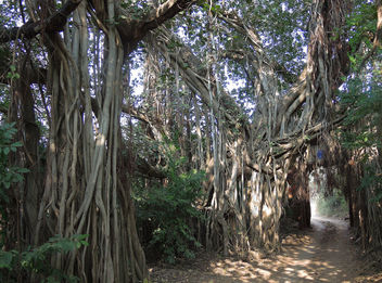 India (Ranthambhore National Park) Tunnel through huge banyan trees - image gratuit #424437 