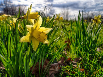 Daffodils in Early Spring - image gratuit #425527 