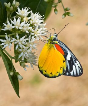 Butterfly on white flowers - image #428737 gratis