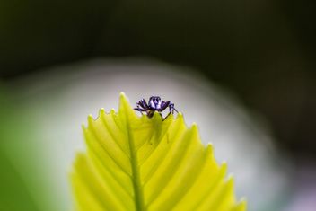 Jumping spider on leaf - image gratuit #428757 