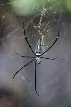 Close-up of spider on cobweb - image gratuit #428767 