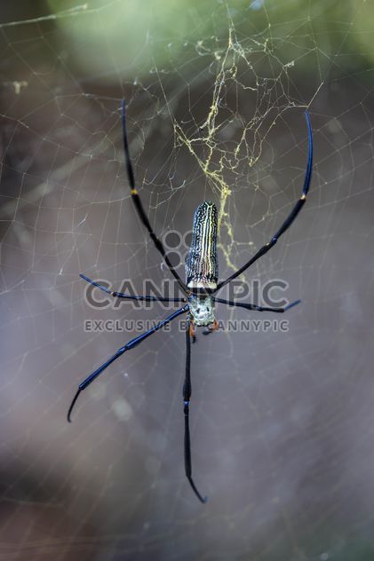 Close-up of spider on cobweb - image gratuit #428767 
