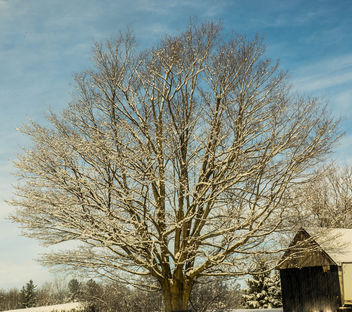 A beautiful snowy maple - image gratuit #428947 
