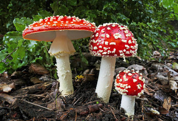 Fly Agric. (Amanita muscaria) - image gratuit #429347 
