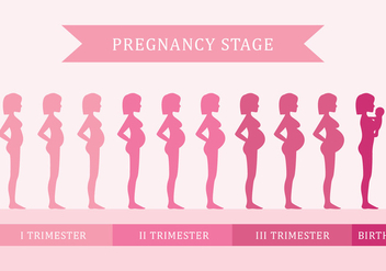 Pregnancy Stage - бесплатный vector #429607