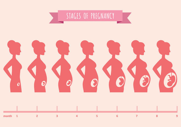 Vector Illustration of Pregnant Female Silhouettes - Kostenloses vector #431097