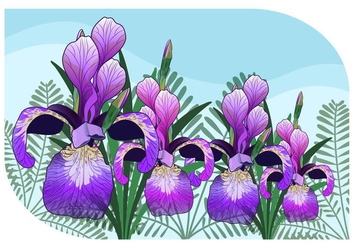 Iris Flower Vector Illustration - vector gratuit #433557 