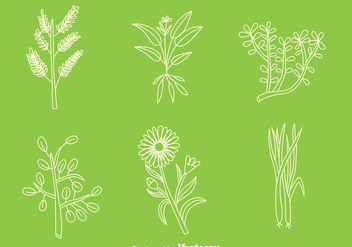 Hand Drawn Herbal Medicine Plant Vectors - Free vector #433707