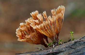 Wine Glass Fungus ( Podoscypha petalodes) - image #434497 gratis
