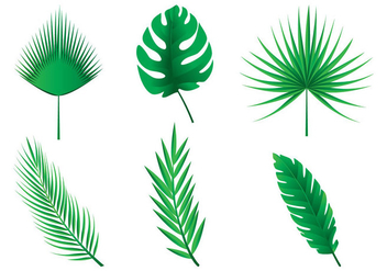Palm Leaves Vectors - Free vector #434577