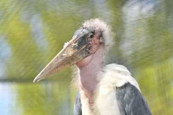 A long beak! - Stork - image gratuit #436047 