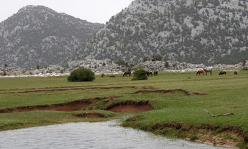 Turkey (Antalya) Eynif plain where wild horses live freely - Free image #437317