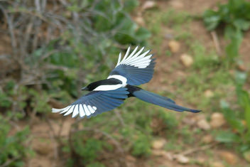 Magpie On The Wing - image #438327 gratis