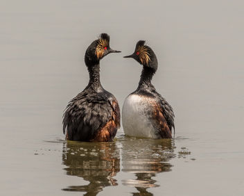 Eared Grebe Courting Dance - image #438887 gratis