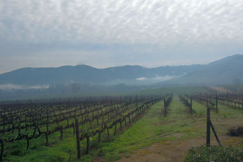 Chile (Valparaiso) Wet and foggy view of vineyards - image #438937 gratis