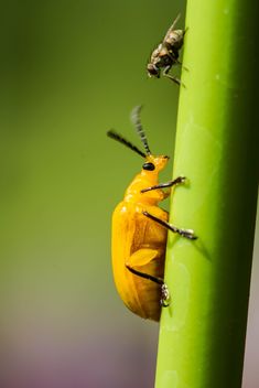 Orange beetle with his friend - image #439027 gratis