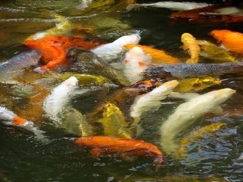 Fishes in pond - image gratuit #439217 