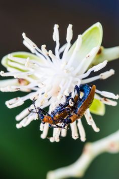 sex of beetle - Kostenloses image #439247