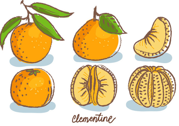 Clementine Doodle Sketch Vector Illustration - Free vector #439547