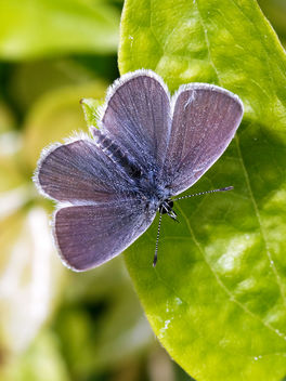 Small Blue - Kostenloses image #439957