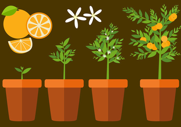 Clementine Plant Free Vector - Kostenloses vector #441137