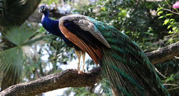 Peacock in a Tree - image #441517 gratis