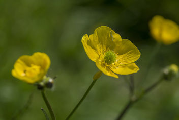 Buttercups all over - Free image #442067
