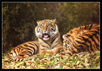 Young Tigers in the Sunshine - image gratuit #442077 