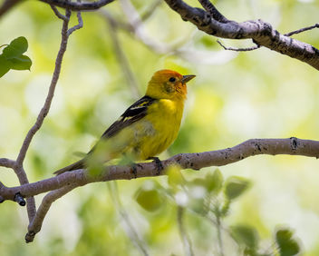 Western Tanager (m), non-breeding adult - Free image #442167