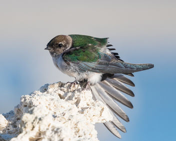 Violet-green Swallow (f) stretching wing while perching on Tufa - image #442547 gratis