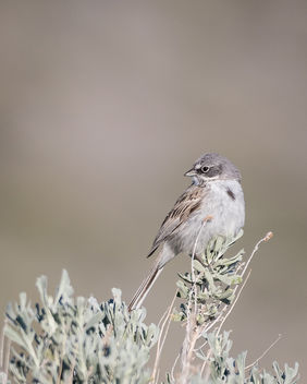 Sagebrush Sparrow - image #442867 gratis