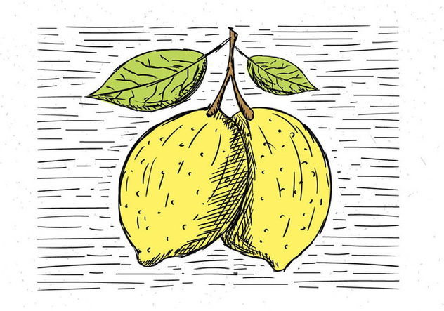 Free Hand Drawn Vector Lemon Illustration - vector gratuit #443517 