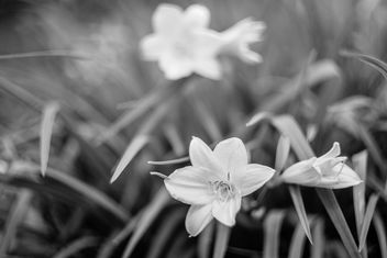 White Flower - Kostenloses image #444847