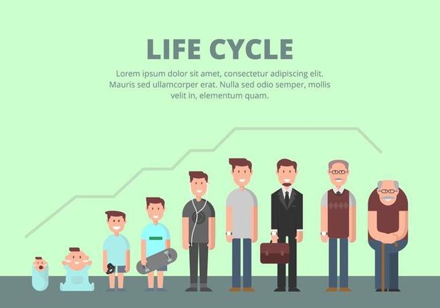 Life Cycle Illustration - Free vector #445327