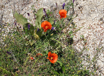 Turkey (Isparta) Wild flowers - image gratuit #445667 