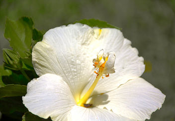 White Hibiscus - image gratuit #446167 